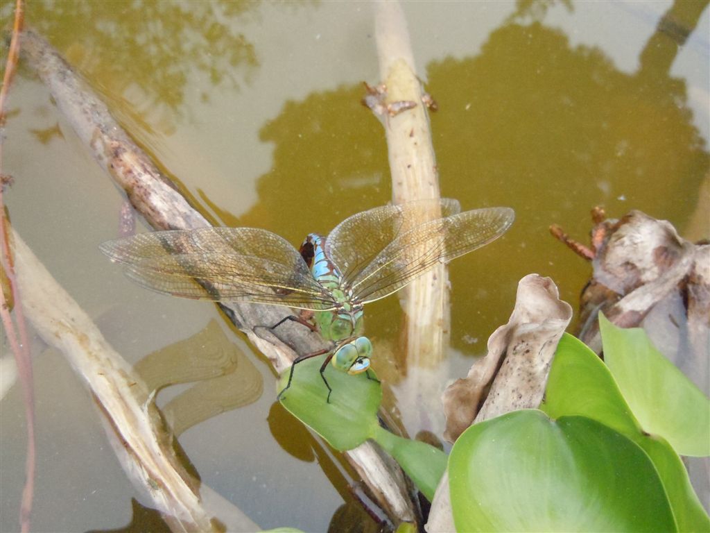 Anax imperator in ovoposizione